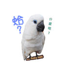 blue eyed cockatoo A-dai.（個別スタンプ：1）