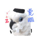 blue eyed cockatoo A-dai.（個別スタンプ：2）