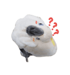 blue eyed cockatoo A-dai.（個別スタンプ：3）