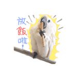 blue eyed cockatoo A-dai.（個別スタンプ：5）