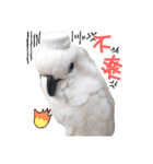 blue eyed cockatoo A-dai.（個別スタンプ：6）