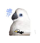 blue eyed cockatoo A-dai.（個別スタンプ：8）