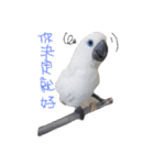 blue eyed cockatoo A-dai.（個別スタンプ：9）