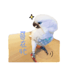 blue eyed cockatoo A-dai.（個別スタンプ：10）