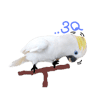 blue eyed cockatoo A-dai.（個別スタンプ：11）