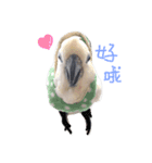 blue eyed cockatoo A-dai.（個別スタンプ：12）