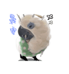 blue eyed cockatoo A-dai.（個別スタンプ：13）