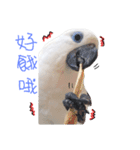 blue eyed cockatoo A-dai.（個別スタンプ：15）