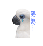 blue eyed cockatoo A-dai.（個別スタンプ：17）