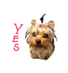 Copper Yorkie Yorkshire terrier Dog（個別スタンプ：3）