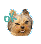 Copper Yorkie Yorkshire terrier Dog（個別スタンプ：5）