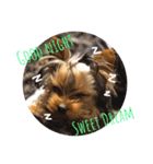 Copper Yorkie Yorkshire terrier Dog（個別スタンプ：9）