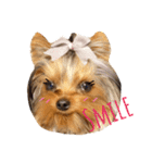 Copper Yorkie Yorkshire terrier Dog（個別スタンプ：10）