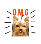 Copper Yorkie Yorkshire terrier Dog（個別スタンプ：15）