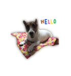 Boo : The Jack Russell Terrier (PG)（個別スタンプ：1）