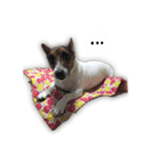 Boo : The Jack Russell Terrier (PG)（個別スタンプ：2）