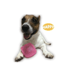 Boo : The Jack Russell Terrier (PG)（個別スタンプ：3）