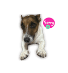 Boo : The Jack Russell Terrier (PG)（個別スタンプ：4）