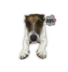 Boo : The Jack Russell Terrier (PG)（個別スタンプ：5）