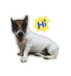 Boo : The Jack Russell Terrier (PG)（個別スタンプ：6）