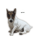 Boo : The Jack Russell Terrier (PG)（個別スタンプ：7）