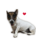 Boo : The Jack Russell Terrier (PG)（個別スタンプ：8）