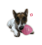 Boo : The Jack Russell Terrier (PG)（個別スタンプ：11）