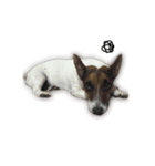 Boo : The Jack Russell Terrier (PG)（個別スタンプ：13）