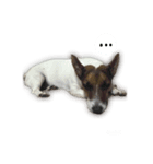 Boo : The Jack Russell Terrier (PG)（個別スタンプ：14）