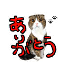 元猫カフェほっとの猫達（個別スタンプ：2）