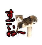 元猫カフェほっとの猫達（個別スタンプ：6）