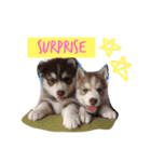 Husky Family by SlowLuff（個別スタンプ：15）