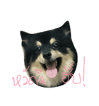 Mocca Pomeranian（個別スタンプ：1）