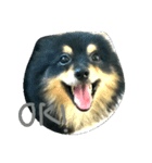 Mocca Pomeranian（個別スタンプ：8）