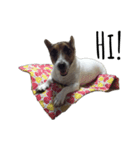 Boo : The Jack Russell Terrier（個別スタンプ：1）