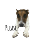 Boo : The Jack Russell Terrier（個別スタンプ：7）