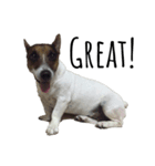 Boo : The Jack Russell Terrier（個別スタンプ：8）