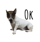 Boo : The Jack Russell Terrier（個別スタンプ：9）