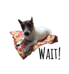 Boo : The Jack Russell Terrier（個別スタンプ：16）