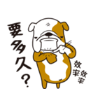 EnglishBulldogイングリッシュ ブルドッグ2（個別スタンプ：8）