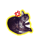 LoveBlackCat（個別スタンプ：10）