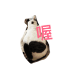 fatfat cat（個別スタンプ：3）