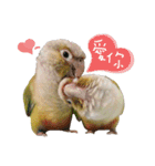 Delighted Parrots（個別スタンプ：6）