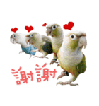 Delighted Parrots（個別スタンプ：8）