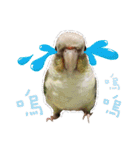 Delighted Parrots（個別スタンプ：16）