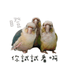 Delighted Parrots（個別スタンプ：26）