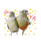 Delighted Parrots（個別スタンプ：30）