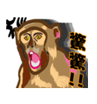 Baboon（個別スタンプ：3）