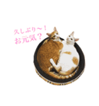 タイ猫、ナムとソムとダムのスタンプです！（個別スタンプ：6）