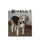 愛犬 虎太郎（個別スタンプ：9）